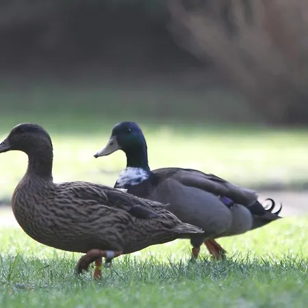 Hotel-spa-piscine Le Petit Castel Beuzeville-honfleur 3*